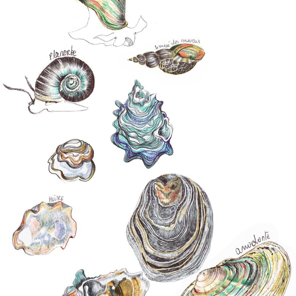 Coquillages - mai 2021